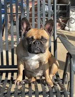 Reeses , a female Boston Terrier and French Bulldog for sale in Greenville, TX – 7 of 10