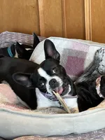 Ms Green, a female Boston Terrier and French Bulldog for sale in Greenville, TX – 6 of 7