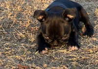 MR BLUE, a male French Bulldog and Frenchton for sale in Greenville, TX – 1 of 6