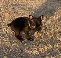 LIL BLUE, a male French Bulldog and Frenchton for sale in Greenville, TX – 3 of 5