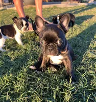 Mr Brown, a male Boston Terrier and French Bulldog for sale in Greenville, TX – 4 of 7