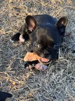 MS RED, a female French Bulldog and Frenchton for sale in Greenville, TX – 3 of 5