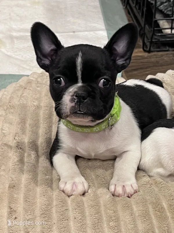 Skittles, a female Boston Terrier and French Bulldog for sale in Greenville, TX – 1 of 10