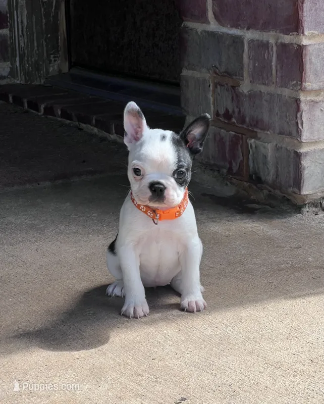 Louise – Boston Terrier puppy for sale in Greenville, TX