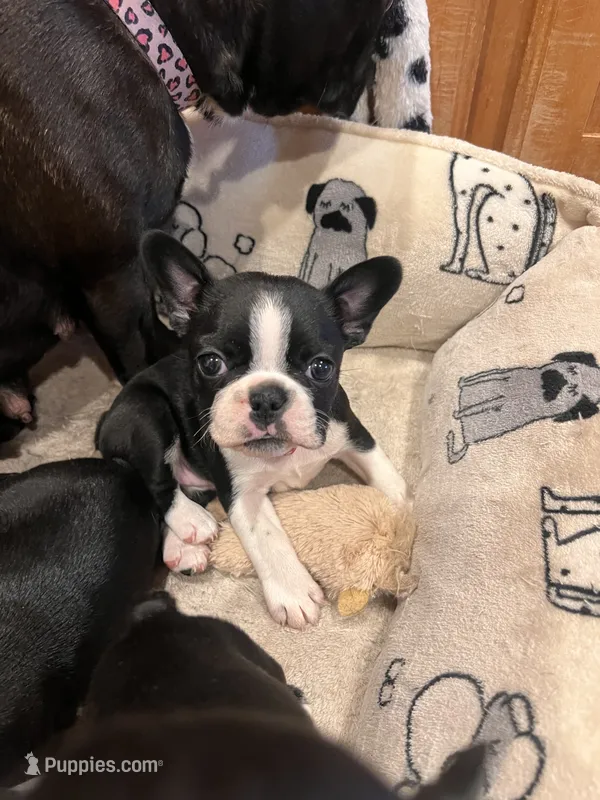 MS PINK – French Bulldog, Frenchton puppy on hold in Greenville, TX