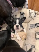 MS PINK, a female French Bulldog and Frenchton for sale in Greenville, TX – 1 of 10