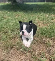 Thelma, a female Boston Terrier for sale in Greenville, TX – 2 of 2