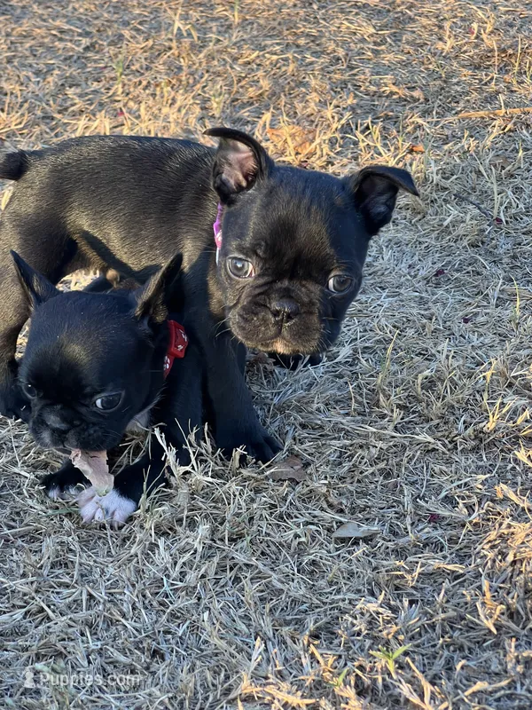 MR PURPLE – French Bulldog, Frenchton puppy for sale in Greenville, TX