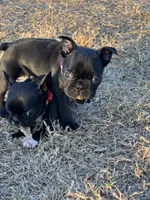 MR PURPLE, a male French Bulldog and Frenchton for sale in Greenville, TX – 1 of 7