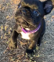 MR PURPLE, a male French Bulldog and Frenchton for sale in Greenville, TX – 2 of 7