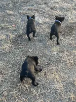 MS PINK, a female French Bulldog and Frenchton for sale in Greenville, TX – 6 of 10