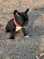 MS RED, a female French Bulldog and Frenchton for sale in Greenville, TX – 2 of 5