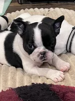 Reeses , a female Boston Terrier and French Bulldog for sale in Greenville, TX – 2 of 10