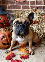 Mr Beast, a male Boston Terrier and French Bulldog for sale in Greenville, TX – 6 of 7