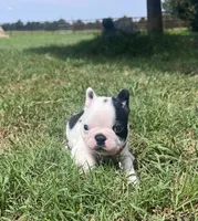 Louise, a female Boston Terrier for sale in Greenville, TX – 3 of 3
