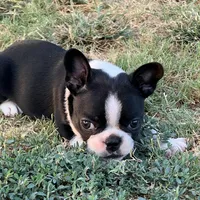 MS PINK, a female French Bulldog and Frenchton for sale in Greenville, TX – 5 of 10