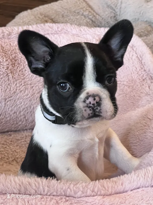 Mr Beast – Frenchton puppy for sale in Greenville, TX