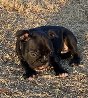 MR BLUE, a male French Bulldog and Frenchton for sale in Greenville, TX – 6 of 6