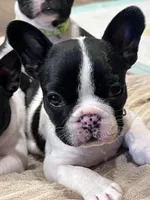 Mr Beast, a male Boston Terrier and French Bulldog for sale in Greenville, TX – 3 of 7