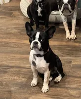 Mr Brown, a male Boston Terrier and French Bulldog for sale in Greenville, TX – 6 of 7