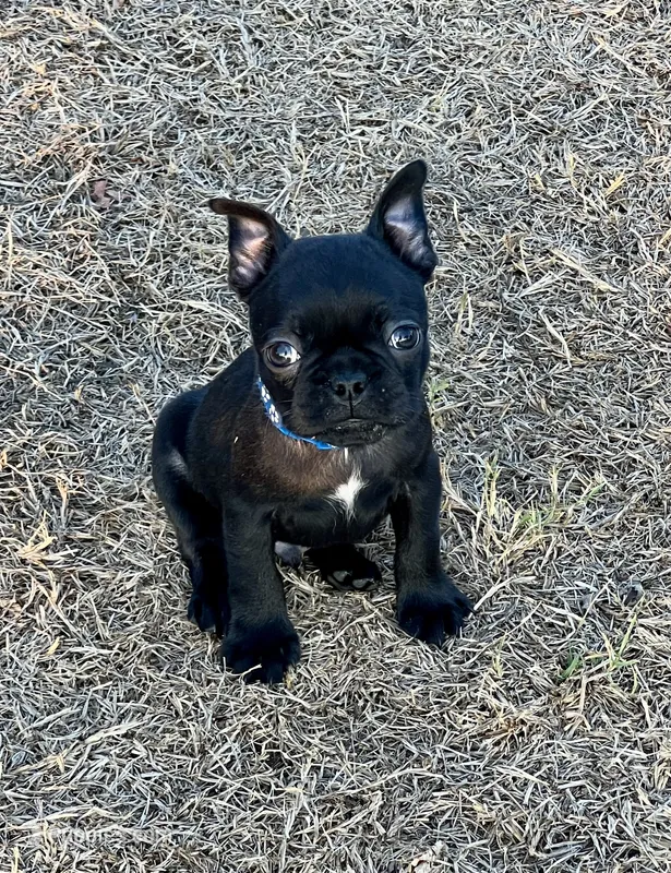 LIL BLUE – French Bulldog, Frenchton puppy for sale in Greenville, TX