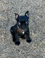 LIL BLUE, a male French Bulldog and Frenchton for sale in Greenville, TX – 1 of 5