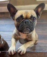 Reeses , a female Boston Terrier and French Bulldog for sale in Greenville, TX – 6 of 10