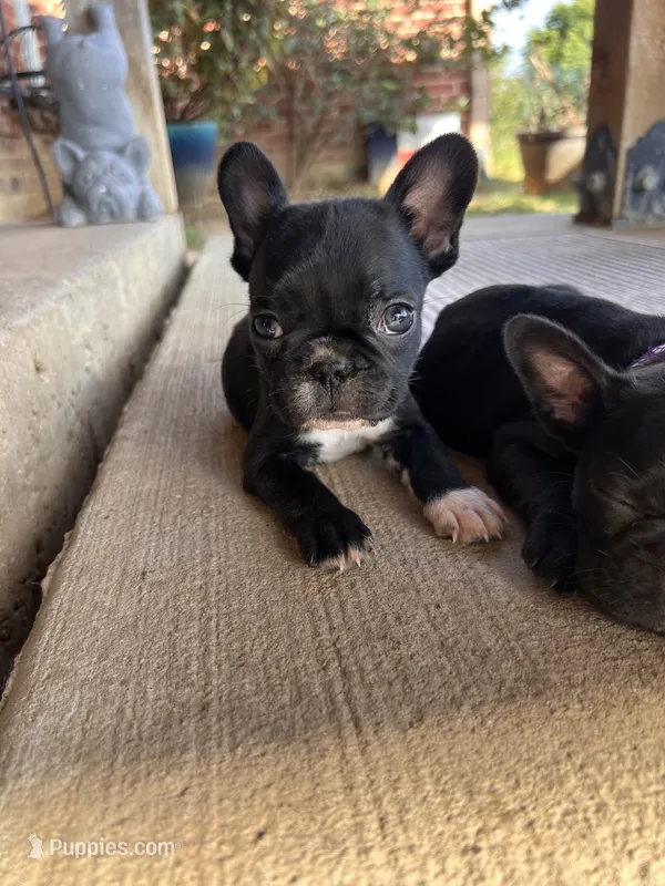 MS RED – Boston Terrier, Frenchton puppy for sale in Greenville, TX