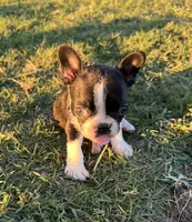 Mr Tan, a male Boston Terrier and French Bulldog for sale in Greenville, TX – 3 of 7