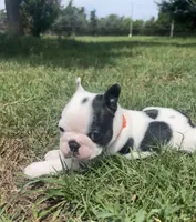 Louise, a female Boston Terrier for sale in Greenville, TX – 2 of 3