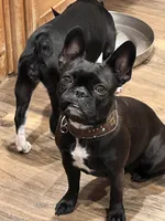 MS RED, a female Boston Terrier and Frenchton for sale in Greenville, TX – 8 of 10
