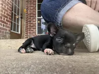 MS RED, a female Boston Terrier and Frenchton for sale in Greenville, TX – 3 of 10