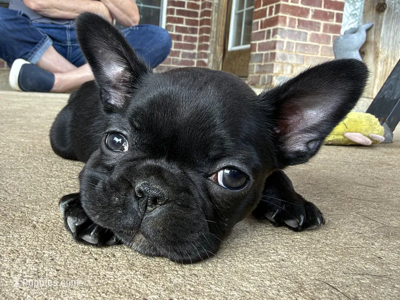 MR PURPLE – Boston Terrier, French Bulldog puppy for sale in Greenville, TX