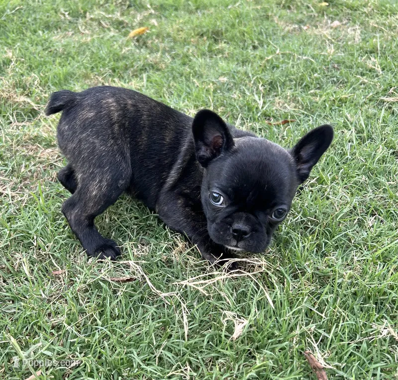 Ms Green – Boston Terrier, French Bulldog puppy for sale in Greenville, TX