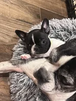 Skittles, a female Boston Terrier and French Bulldog for sale in Greenville, TX – 3 of 10