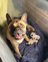 Mr Beast, a male Boston Terrier and French Bulldog for sale in Greenville, TX – 5 of 7