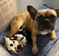 Mr Beast, a male Boston Terrier and French Bulldog for sale in Greenville, TX – 4 of 7