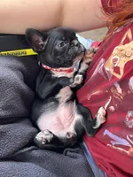 MS RED, a female Boston Terrier and Frenchton for sale in Greenville, TX – 2 of 10