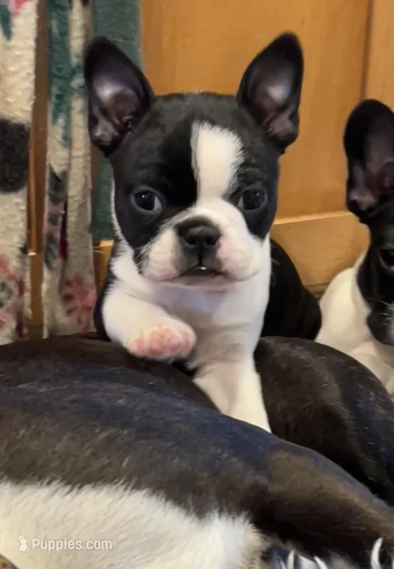 Thelma – Boston Terrier puppy for sale in Greenville, TX