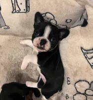 MS PINK, a female French Bulldog and Frenchton for sale in Greenville, TX – 10 of 10