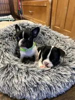 Skittles, a female Boston Terrier and French Bulldog for sale in Greenville, TX – 5 of 10