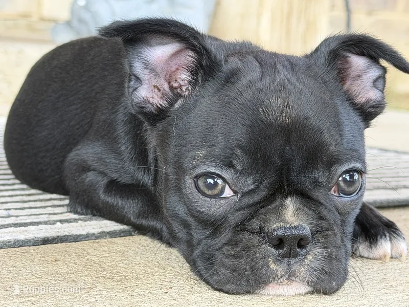 MR BLUE – Boston Terrier, French Bulldog puppy for sale in Greenville, TX