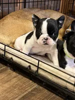 Reeses , a female Boston Terrier and French Bulldog for sale in Greenville, TX – 5 of 10