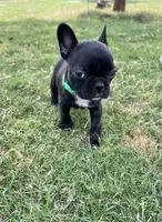 Ms Green, a female Boston Terrier and French Bulldog for sale in Greenville, TX – 3 of 7