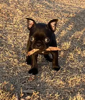 LIL BLUE, a male French Bulldog and Frenchton for sale in Greenville, TX – 2 of 5