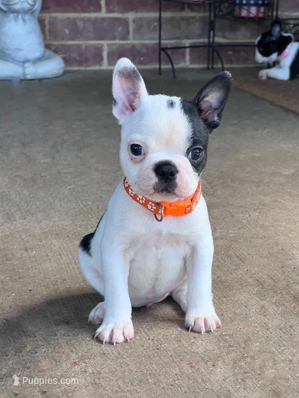 Louise – Boston Terrier puppy for sale in Greenville, TX