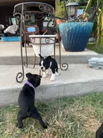 MS PINK, a female French Bulldog and Frenchton for sale in Greenville, TX – 3 of 10