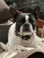 Mr Beast, a male Boston Terrier and French Bulldog for sale in Greenville, TX – 7 of 7
