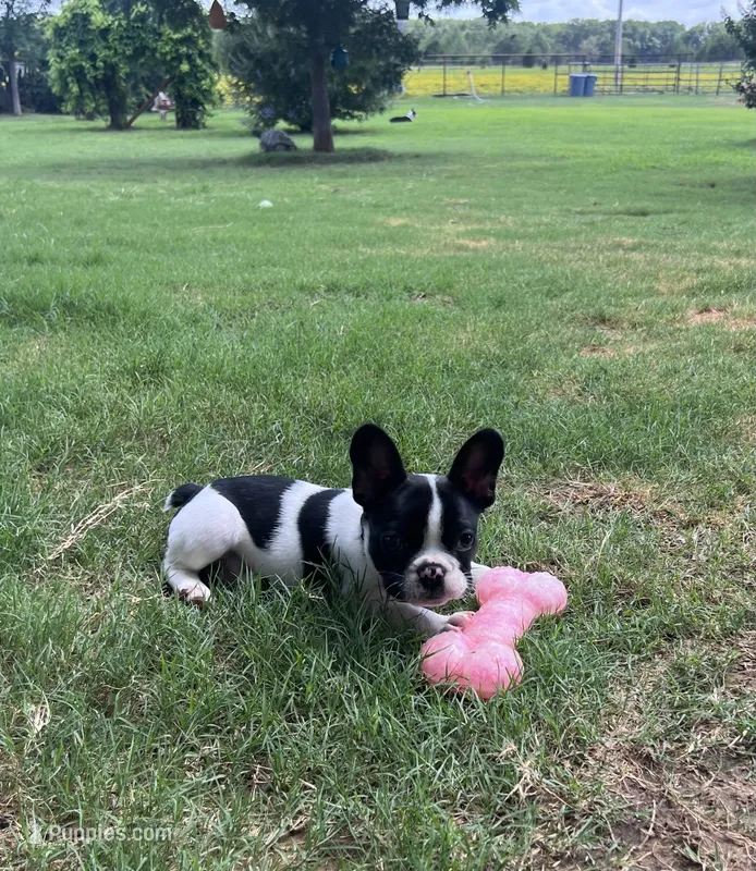 Mr Beast – Boston Terrier, French Bulldog puppy for sale in Greenville, TX