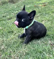 Ms Green, a female Boston Terrier and French Bulldog for sale in Greenville, TX – 4 of 7